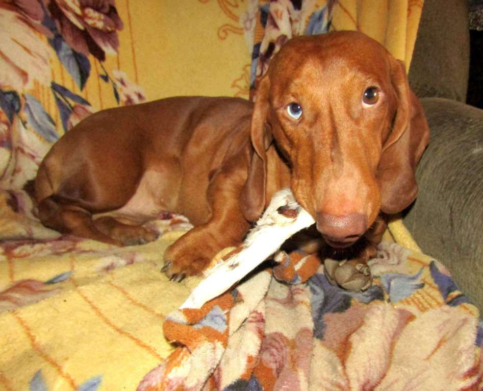 Собаки в Подольске: Предлагаю для вязки кобеля таксы стандартеой гладкошерстнойй Мальчик, 8 000 руб. - фото 6