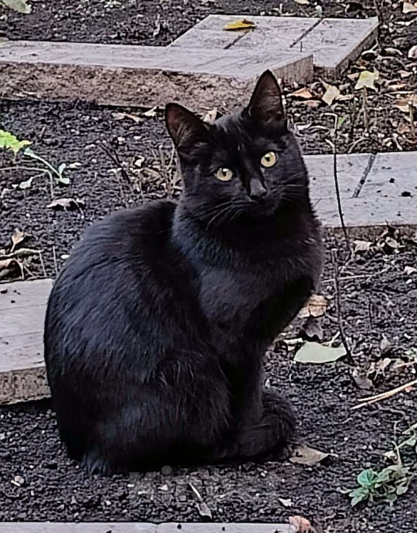 Кошки в других городах Башкортостана: Маленькое чудо ищет добрых хозяев Мальчик, 500 руб. - фото 1