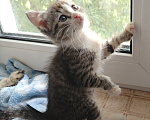 Кошки в Бору: Котята Девочка, 500 руб. - фото 1