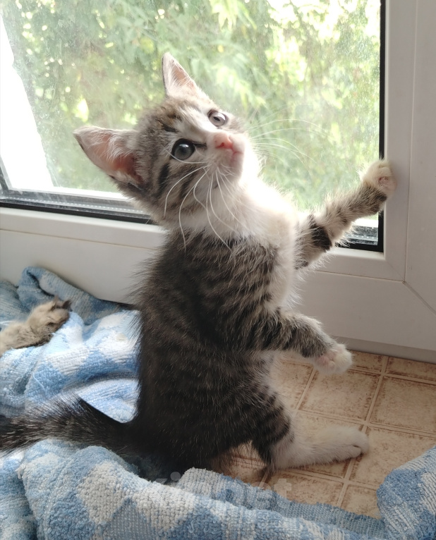 Кошки в Бору: Котята Девочка, 500 руб. - фото 1