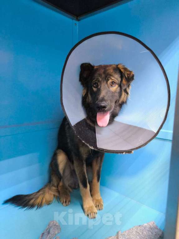 Собаки в Москве: Уже вечером на улицу... Доверчивый дурачок Гаврюша Мальчик, Бесплатно - фото 3