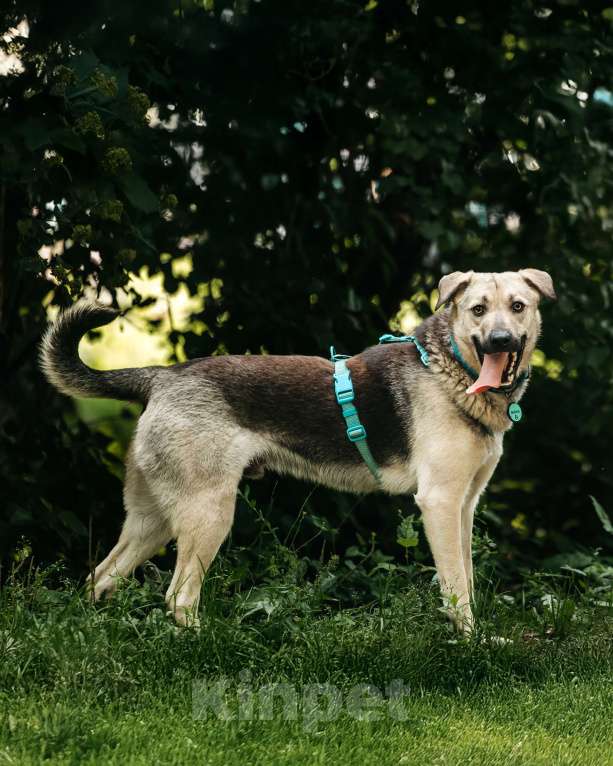 Собаки в Москве: Вини продолжает ждать.. Мальчик, Бесплатно - фото 9