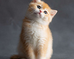 Кошки в Хабаровске: Британский котёнок золотая шиншилла ny 12 Девочка, 50 000 руб. - фото 5