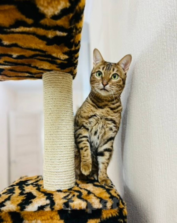 Кошки в Санкт-Петербурге: Кошечка в добрые руки Девочка, Бесплатно - фото 2