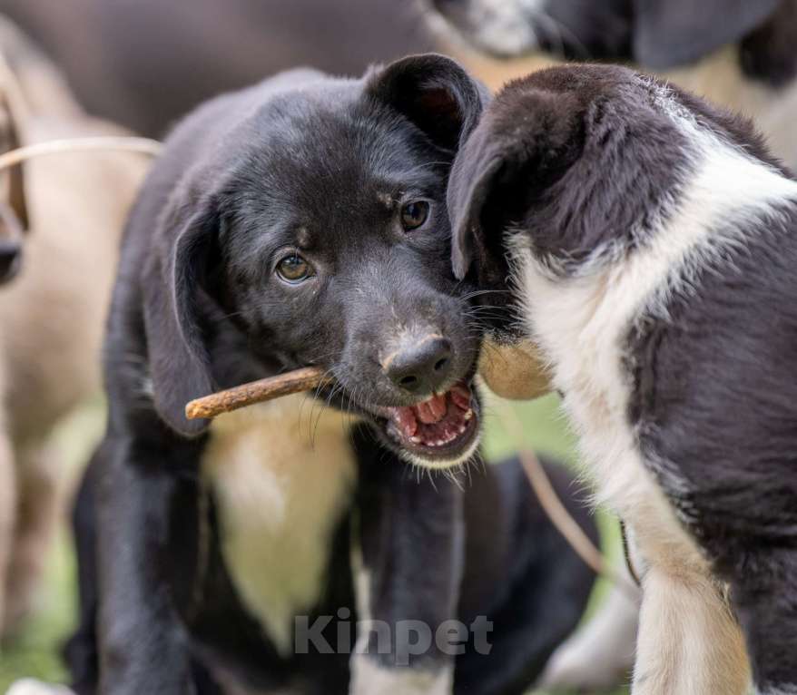 Собаки в Москве: Лори Девочка, Бесплатно - фото 4