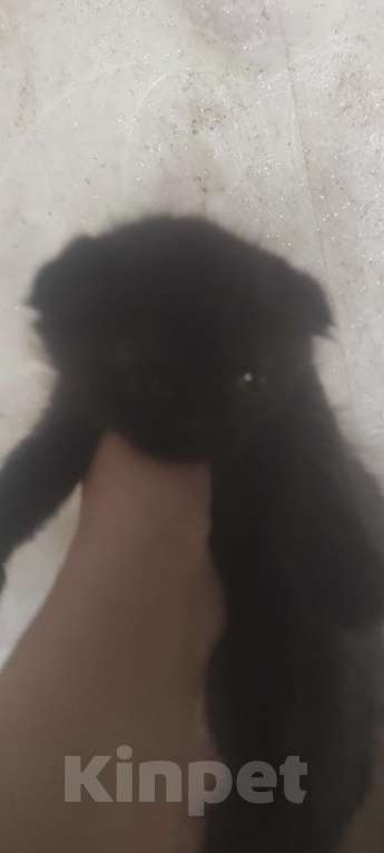 Кошки в Калуге: Шоотландские вислоухие котята Мальчик, 2 000 руб. - фото 3