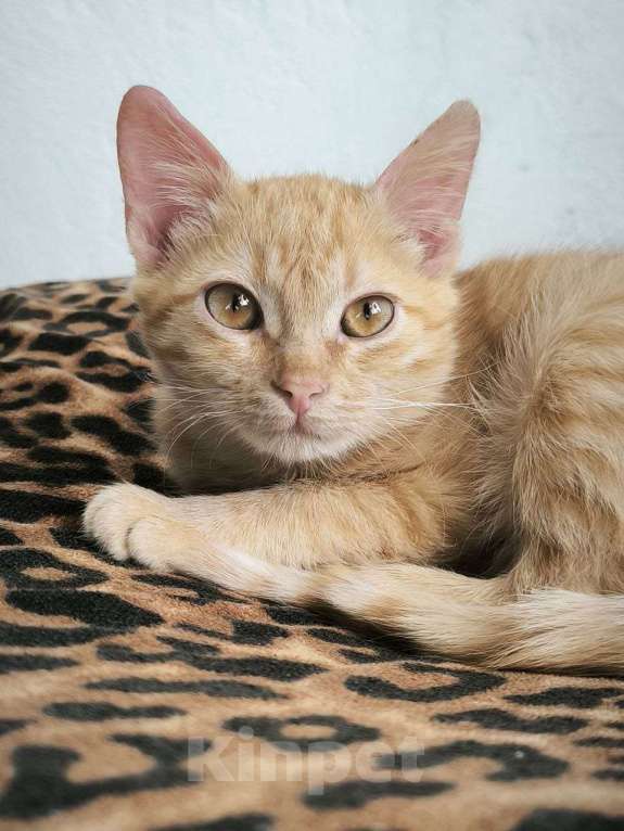 Кошки в Красногорске: Уютный малышок Антошка 4 месяца ищет дом Мальчик, Бесплатно - фото 4