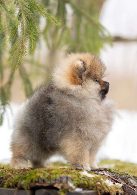 Собаки в Лобне: Красотка Девочка, 50 000 руб. - фото 4