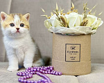 Кошки в Люберцах: Британский котенок Девочка, 25 000 руб. - фото 5
