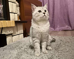 Кошки в Красноярске: Котик на вязку, 1 000 руб. - фото 3