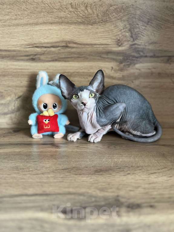 Кошки в Москве: Канадский сфинкс  Мальчик, 20 000 руб. - фото 3