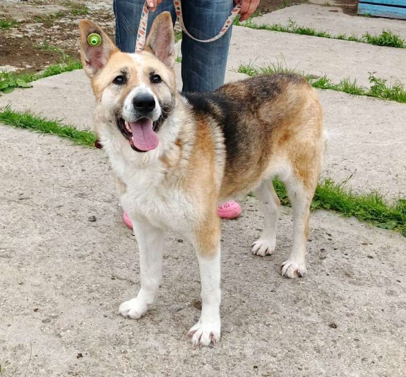Собаки в Москве: Супер позитивная девчонка Зира ищет своего ЧЕЛОВЕКА  Девочка, Бесплатно - фото 6