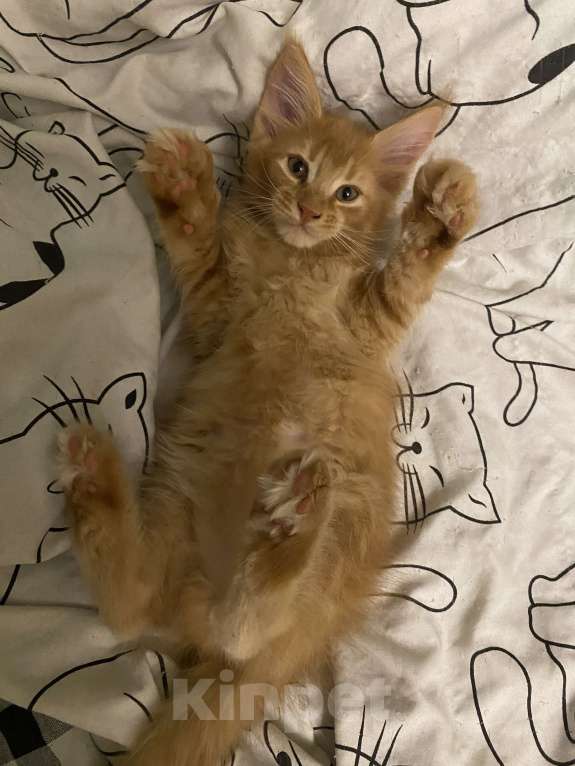 Кошки в Санкт-Петербурге: Котята мейн-кун Мальчик, Бесплатно - фото 1