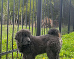 Собаки в Щелково: Тибетский мастиф 3 мес девочка Девочка, 50 000 руб. - фото 2