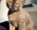 Кошки в Мытищах: Мальчик Тайсон ( окрас соболь) Мальчик, 60 000 руб. - фото 5