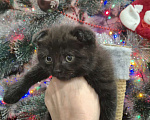 Кошки в Краснодаре: Шотландские вислоухие короткошерстные Мальчик, 10 000 руб. - фото 6