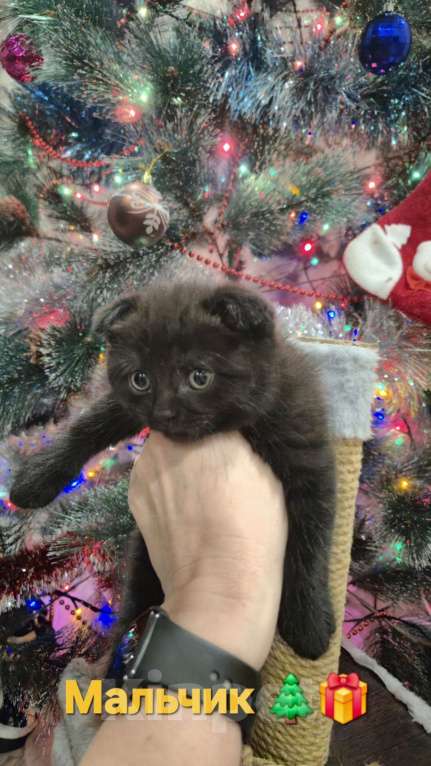 Кошки в Краснодаре: Шотландские вислоухие короткошерстные Мальчик, 10 000 руб. - фото 6