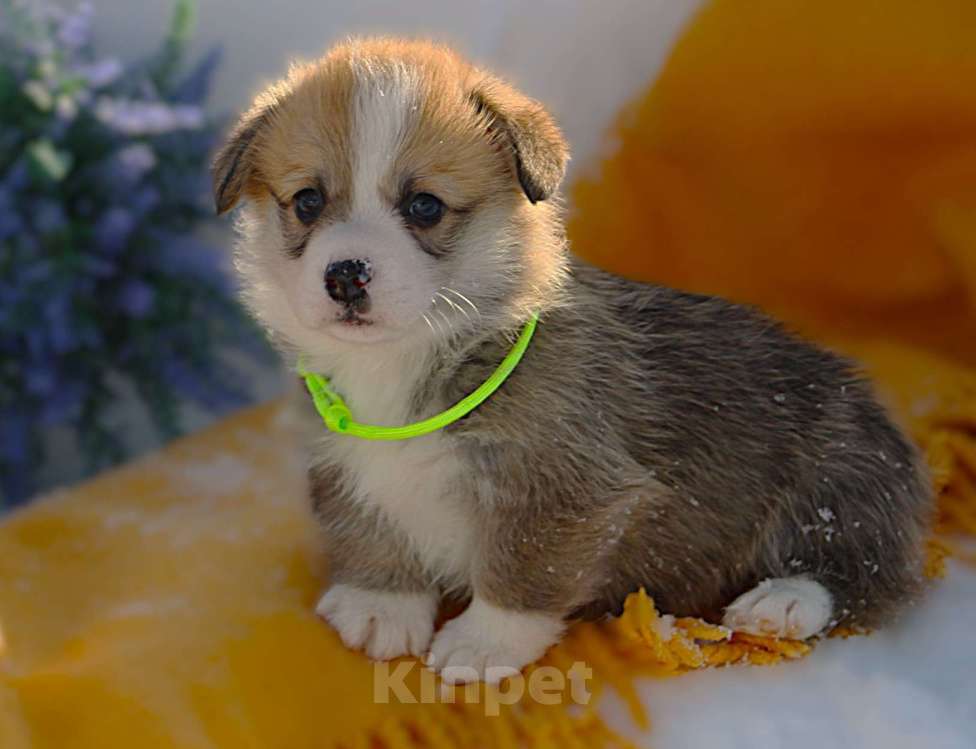 Собаки в других городах Московской области: Щенок кобель вельш корги пемброк Мальчик, 60 000 руб. - фото 4