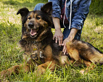 Собаки в Электростали: Рекс ищет друга Мальчик, 1 руб. - фото 1