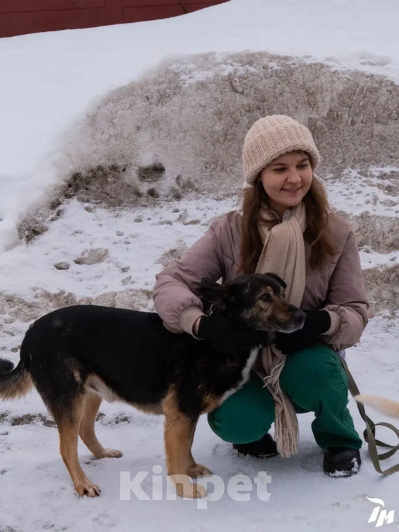 Собаки в Красногорске: Молодой мальчик Кардан ищет дом Мальчик, Бесплатно - фото 2