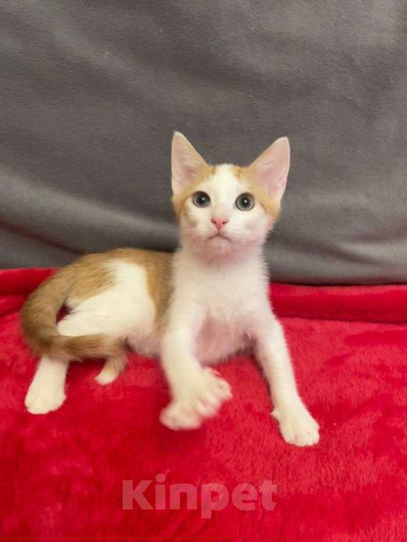 Кошки в Санкт-Петербурге: Солнечный малыш ищет дом Мальчик, Бесплатно - фото 2