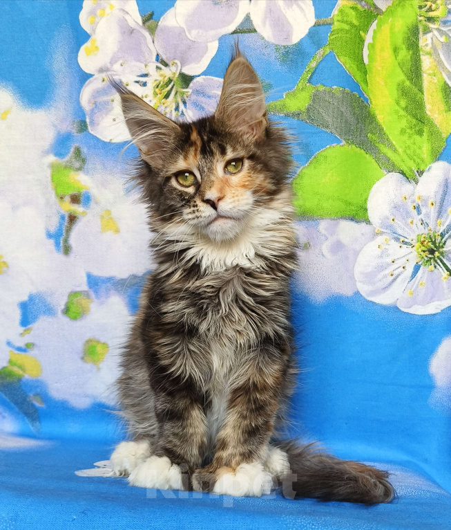 Кошки в Москве: Котёнок Мейн-кун Полидакт Девочка Девочка, 80 000 руб. - фото 4