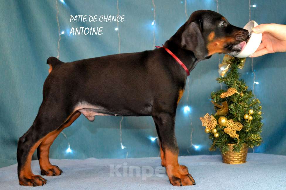 Собаки в Санкт-Петербурге: Щенок добермана Антуан Мальчик, 130 000 руб. - фото 3