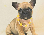 Собаки в Москве: Французский бульдог,девочка Девочка, 130 000 руб. - фото 5