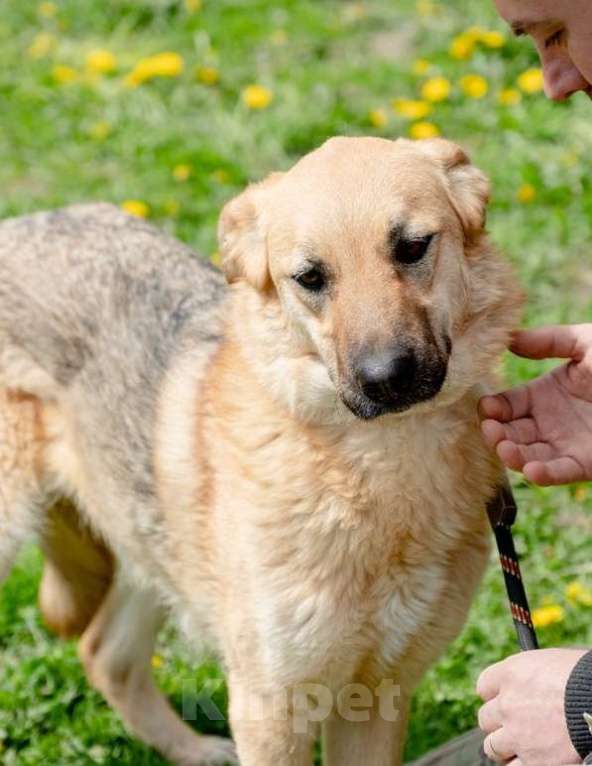 Собаки в Москве: Панда. Самая обнимательная девочка Девочка, Бесплатно - фото 4