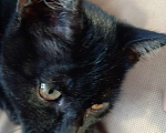Кошки в Прокопьевске: Отдам в добрые руки Мальчик, Бесплатно - фото 4
