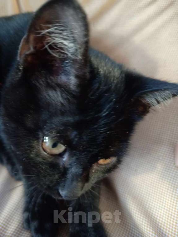 Кошки в Прокопьевске: Отдам в добрые руки Мальчик, Бесплатно - фото 4