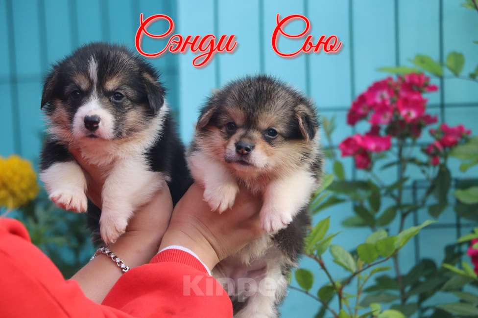 Собаки в Москве: Вельш Корги Пемброк  девочка Сью Девочка, 50 000 руб. - фото 9