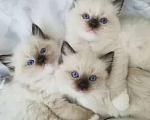 Кошки в Владивостоке: Самые нежные девочки Рэгдолл Девочка, 65 000 руб. - фото 1