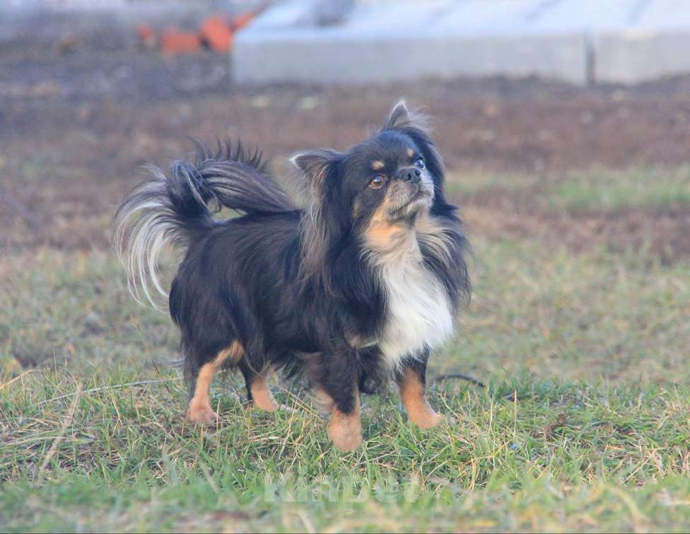 Собаки в Саратове: Индиго Мальчик, 15 000 руб. - фото 1