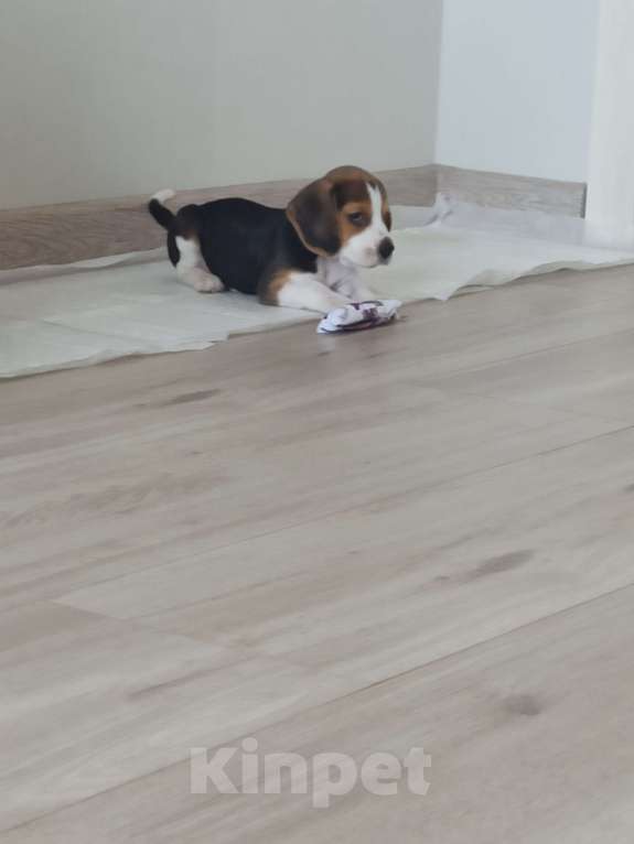 Собаки в Тюмени: Девочка щенок Девочка, 25 000 руб. - фото 2