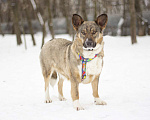 Собаки в Москве: Спокойная и нежная Ивенти в добрые руки Девочка, Бесплатно - фото 1