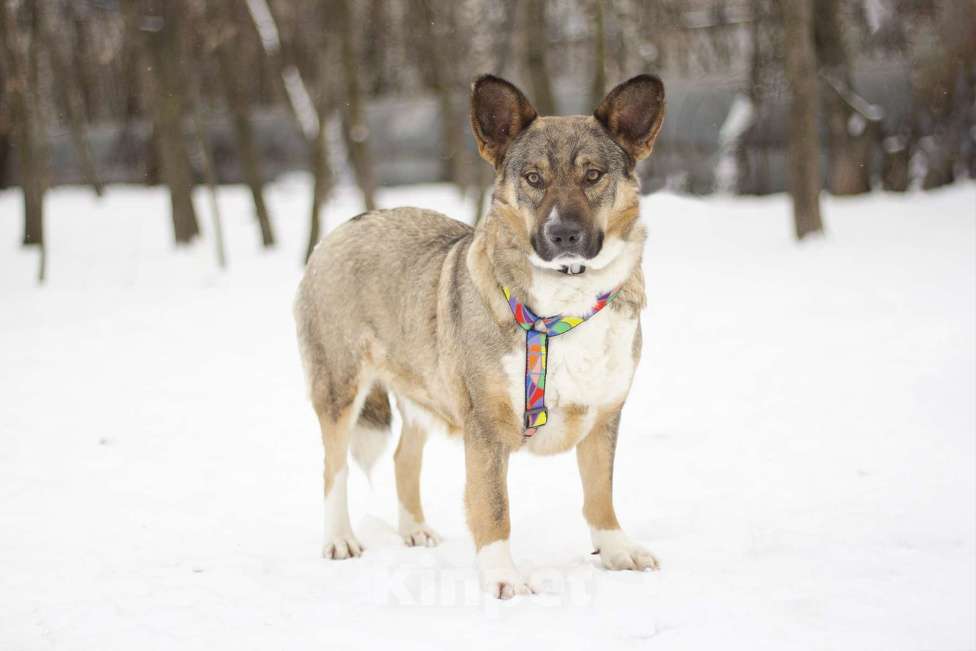 Собаки в Москве: Спокойная и нежная Ивенти в добрые руки Девочка, Бесплатно - фото 1