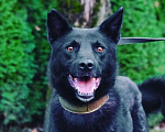 Собаки в Раменском: Идеальный Чарли в поисках своей семьи Мальчик, Бесплатно - фото 5