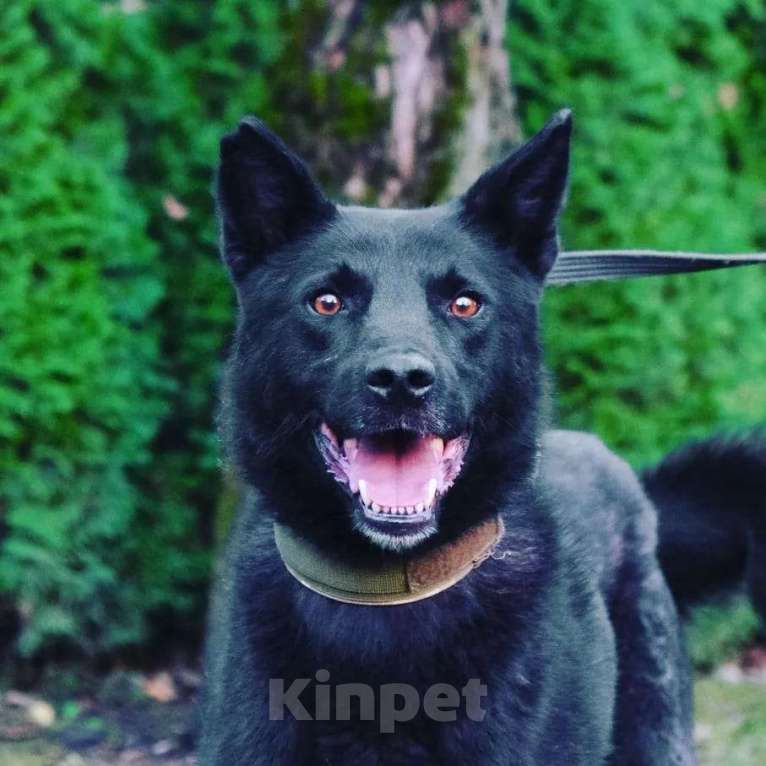 Собаки в Раменском: Идеальный Чарли в поисках своей семьи Мальчик, Бесплатно - фото 5