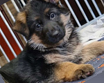 Собаки в Балашихе: Щенки немецкой овчарки Девочка, Бесплатно - фото 2