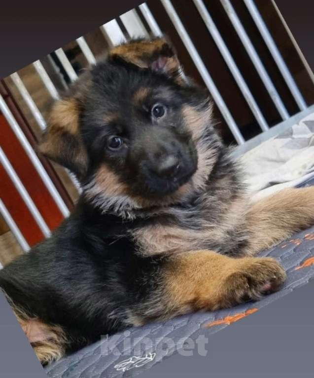 Собаки в Балашихе: Щенки немецкой овчарки Девочка, Бесплатно - фото 2