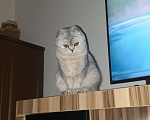Кошки в Челябинске: Шотландская девочка-страйт Девочка, 25 000 руб. - фото 4