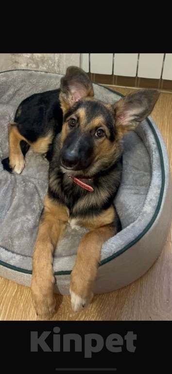 Собаки в Уфе: Щенок ВЕО Девочка, 500 руб. - фото 2