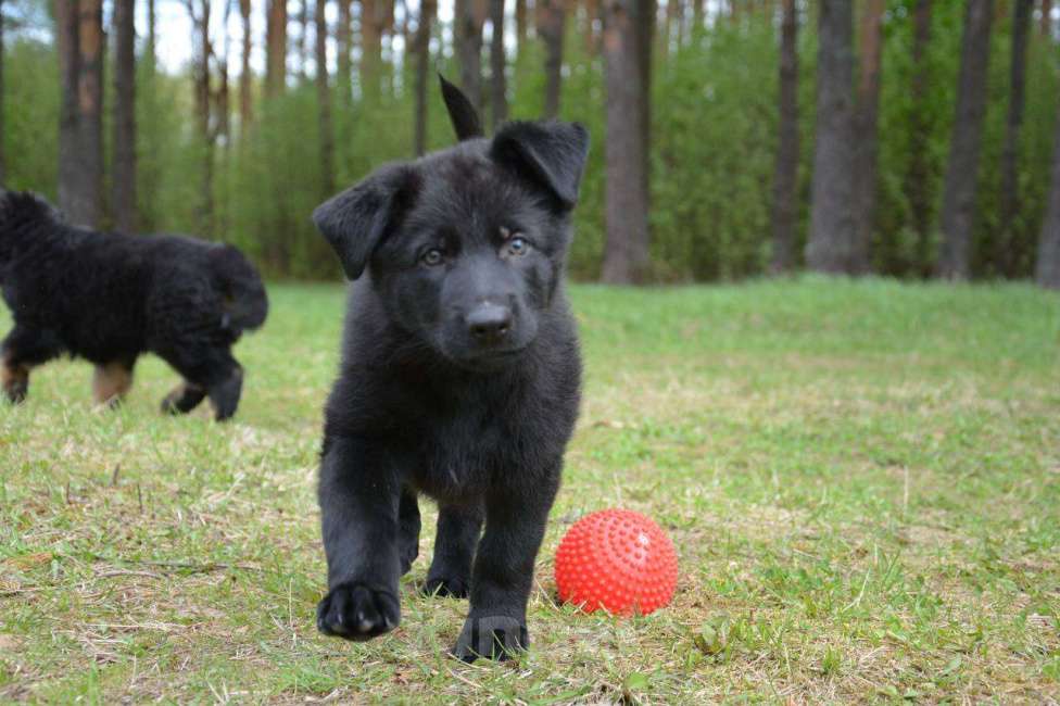 Собаки в Балашихе: Щенок немецкой овчарки РКФ Мальчик, 40 000 руб. - фото 3