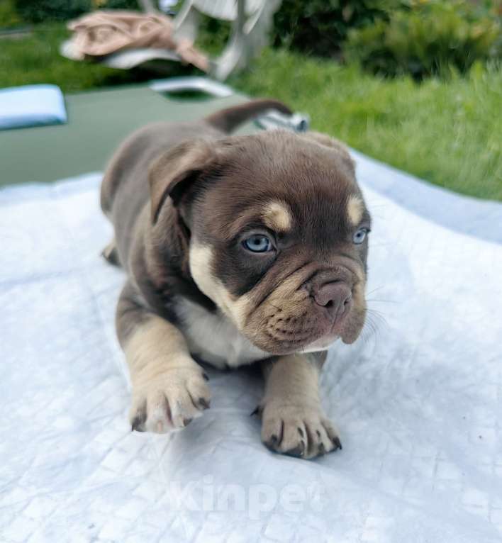 Собаки в Александрове: Предлагаются верные компаньоны и друзья щенки американских булли Мальчик, 120 000 руб. - фото 4