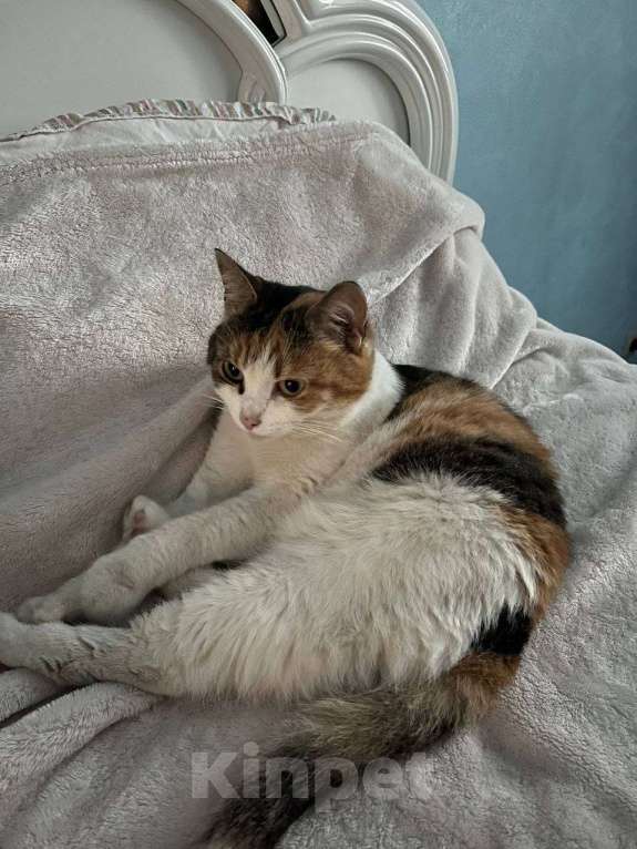 Кошки в Москве: Ласковая, трехцветная, абсолютно космическая кошка Анфиса в дар Девочка, 1 руб. - фото 3