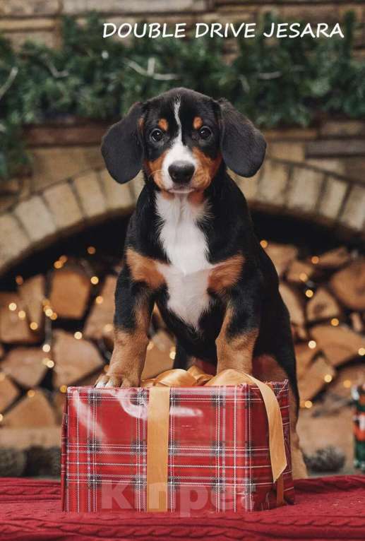 Собаки в Москве: Щенки энтлебухера зенненхунда в Москве  Девочка, Бесплатно - фото 5