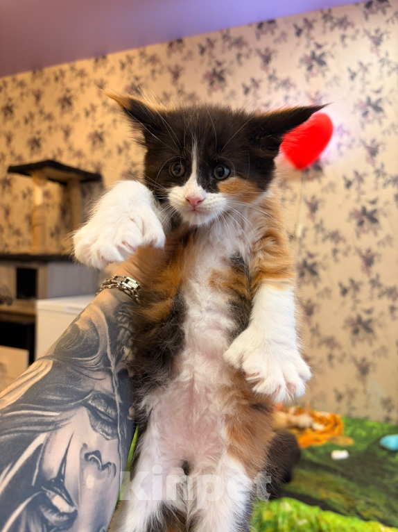 Кошки в Рязани: Мейн-Кун котенок девочка чистокровная Мальчик, 50 000 руб. - фото 1