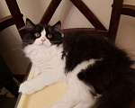Кошки в Ступино: Шотландская прямоухая кошка (хайленд страйт)  Девочка, Бесплатно - фото 2
