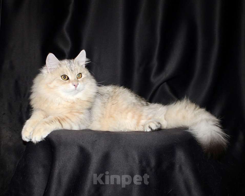 Кошки в Тюмени: Сибирский котёнок Мальчик, 15 000 руб. - фото 2